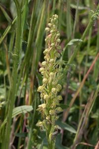 Orchis anthropophora