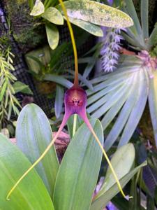 Masdevallia macrura