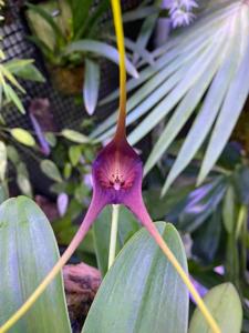 Masdevallia macrura