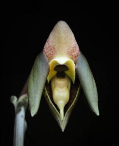 Catasetum gnomus