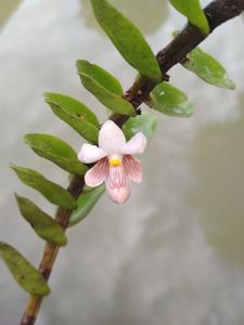 Dendrobium hepaticum