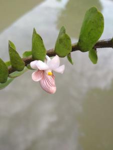 Dendrobium hepaticum