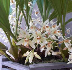 Coelogyne trinervis