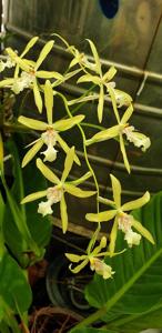 Miltonia flavescens