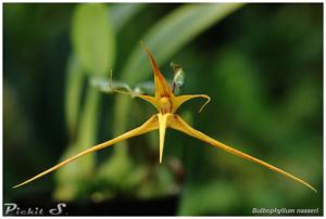 Bulbophyllum nasseri