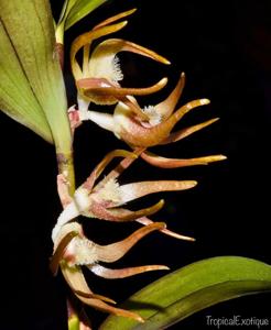 Dendrobium gjellerupii