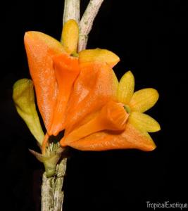 Dendrobium chrysopterum