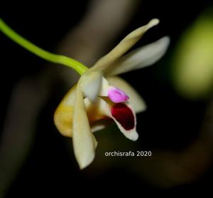 Dendrobium scoriarum