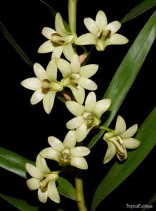 Dendrobium luzonense