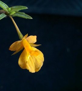 Fernandezia subbiflora