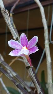 Dendrobium kruiense