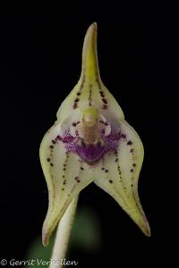 Masdevallia coriacea