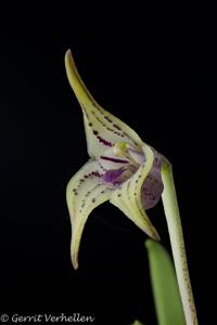 Masdevallia coriacea