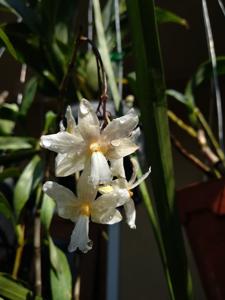 Dendrobium kruiense
