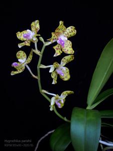 Phalaenopsis hygrochila