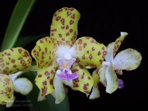 Phalaenopsis hygrochila