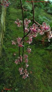 Trichocentrum carthagenense