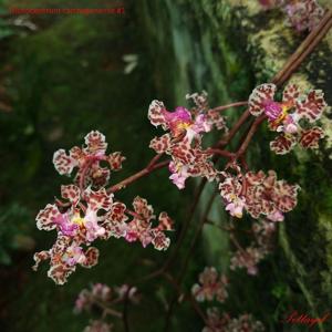 Trichocentrum carthagenense