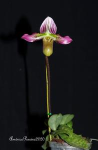 Paphiopedilum acmodontum