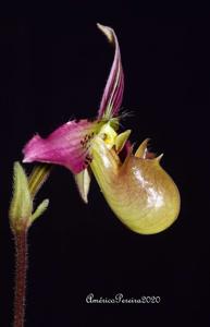 Paphiopedilum acmodontum