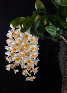 Dendrobium amabile