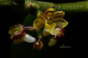 Cleisostoma striatum