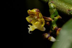 Cleisostoma striatum