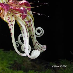 Bulbophyllum ericssonii