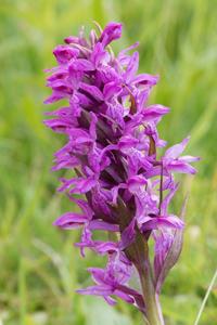 Dactylorhiza majalis