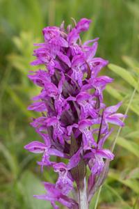 Dactylorhiza majalis