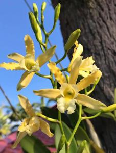 Myrmecophila thomsoniana