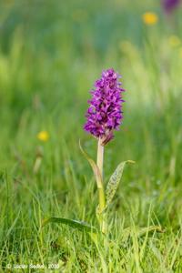 Dactylorhiza majalis