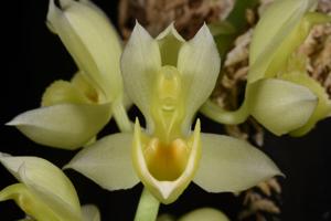 Catasetum cirrhaeoides