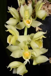 Catasetum cirrhaeoides