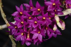 Dendrobium goldschmidtianum