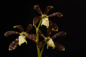 Prosthechea boothiana