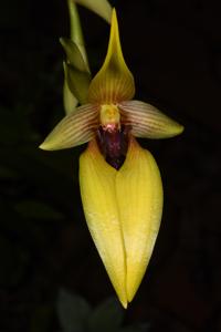 Bulbophyllum amplebracteatum subsp. carunculatum