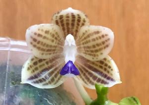 Phalaenopsis javanica