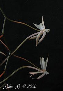 Aerangis arachnopus