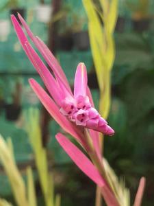 Isochilus chiriquensis