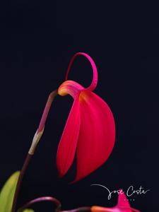 Masdevallia coccinea