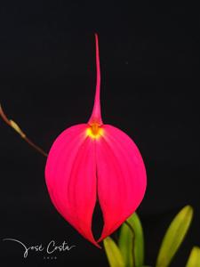 Masdevallia coccinea