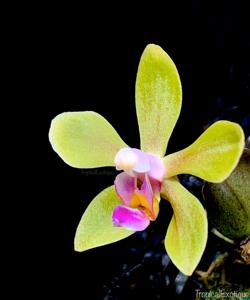 Phalaenopsis stobartiana