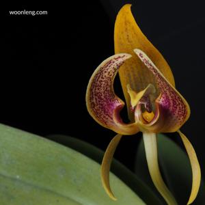 Bulbophyllum dearei