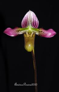 Paphiopedilum acmodontum