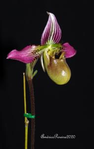 Paphiopedilum acmodontum