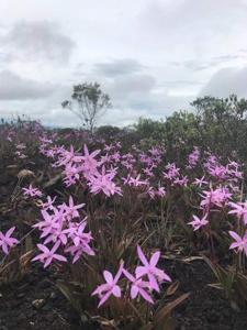 Cattleya caulescens