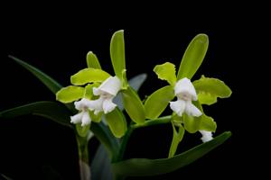 Cattleya tigrina