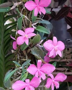 Cattleya wittigiana