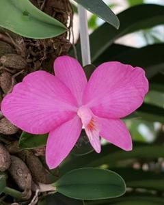 Cattleya wittigiana